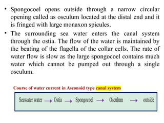 General characters and classification of Porifera.pptx
