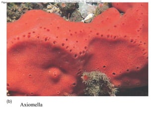 Porifera
