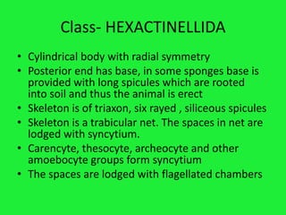 Class- HEXACTINELLIDA
• Cylindrical body with radial symmetry
• Posterior end has base, in some sponges base is
provided with long spicules which are rooted
into soil and thus the animal is erect
• Skeleton is of triaxon, six rayed , siliceous spicules
• Skeleton is a trabicular net. The spaces in net are
lodged with syncytium.
• Carencyte, thesocyte, archeocyte and other
amoebocyte groups form syncytium
• The spaces are lodged with flagellated chambers
 