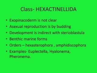 Class- HEXACTINELLIDA
• Exopinacoderm is not clear
• Asexual reproduction is by budding
• Development is indirect with sterioblastula
• Benthic marine forms
• Orders – hexasterophora , amphidiscophora
• Examples- Euplectella, Hyalonema,
Pheronema.
 