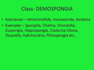 Class- DEMOSPONGIA
• Subclasses – tetractinellida, monaxonida, keratosa
• Examples – Spongilla, Chalina, Chondrilla,
Euspongia, Hippospongia, Cladoriza Cliona,
Oscarella, Halichondria, Philospongia etc.,
 