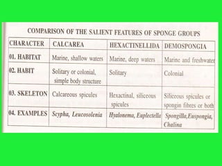 Porifera general characters
