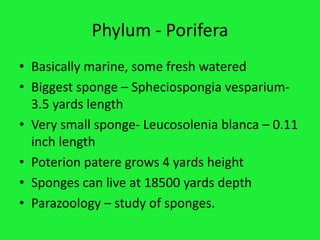 Phylum - Porifera
• Basically marine, some fresh watered
• Biggest sponge – Spheciospongia vesparium-
3.5 yards length
• Very small sponge- Leucosolenia blanca – 0.11
inch length
• Poterion patere grows 4 yards height
• Sponges can live at 18500 yards depth
• Parazoology – study of sponges.
 