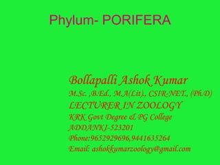 Phylum- PORIFERA
Bollapalli Ashok Kumar
M.Sc. ,B.Ed., M.A(Lit)., CSIR-NET., (Ph.D)
LECTURER IN ZOOLOGY
KRK Govt Degree & PG College
ADDANKI-523201
Phone:9652929696,9441635264
Email: ashokkumarzoology@gmail.com
 