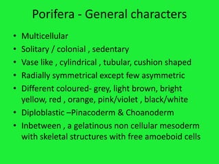 Porifera general characters