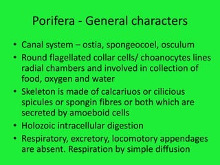 Porifera general characters