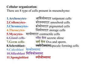 Collencytes Porifera by DR .J.k Pathak department of zoology | PPT