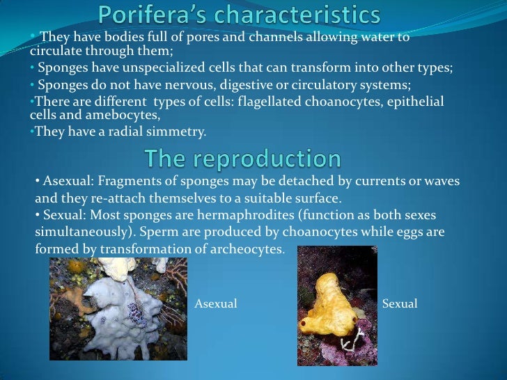 Porifera and coelenterates