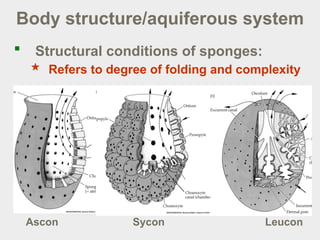Sponge Forms PORIFERA Characters & Classification.pptx