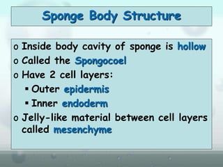 Sponge Body Structure
o Inside body cavity of sponge is hollow
o Called the Spongocoel
o Have 2 cell layers:
 Outer epidermis
 Inner endoderm
o Jelly-like material between cell layers
called mesenchyme
 