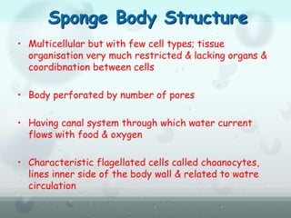 Sponge Body Structure
• Multicellular but with few cell types; tissue
organisation very much restricted & lacking organs &
coordibnation between cells
• Body perforated by number of pores
• Having canal system through which water current
flows with food & oxygen
• Characteristic flagellated cells called choanocytes,
lines inner side of the body wall & related to watre
circulation
 