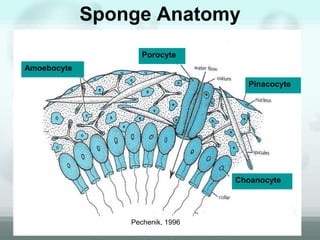 Sponge Anatomy
Pechenik, 1996
Pinacocyte
Choanocyte
Amoebocyte
Porocyte
 