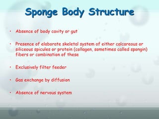 Sponge Body Structure
• Absence of body cavity or gut
• Presence of elaborate skeletal system of either calcareous or
siliceous spicules or protein (collagen, sometimes called spongin)
fibers or combination of these
• Exclusively filter feeder
• Gas exchange by diffusion
• Absence of nervous system
 