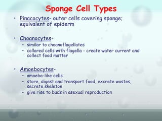 Sponge Cell Types
• Pinacocytes- outer cells covering sponge;
equivalent of epiderm
• Choanocytes-
– similar to choanoflagellates
– collared cells with flagella - create water current and
collect food matter
• Amoebocytes-
– amoeba-like cells
– store, digest and transport food, excrete wastes,
secrete skeleton
– give rise to buds in asexual reproduction
 