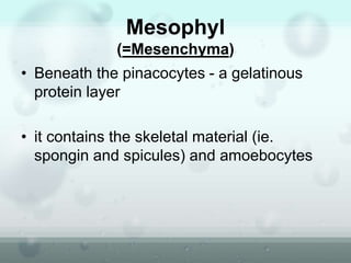 Mesophyl
(=Mesenchyma)
• Beneath the pinacocytes - a gelatinous
protein layer
• it contains the skeletal material (ie.
spongin and spicules) and amoebocytes
 