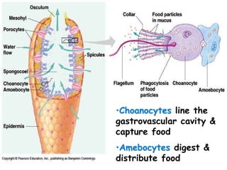 •Choanocytes line the
gastrovascular cavity &
capture food
•Amebocytes digest &
distribute food
 