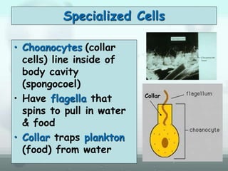 Specialized Cells
• Choanocytes (collar
cells) line inside of
body cavity
(spongocoel)
• Have flagella that
spins to pull in water
& food
• Collar traps plankton
(food) from water
Collar
 