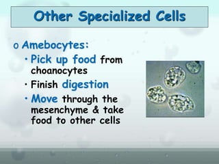 o Amebocytes:
• Pick up food from
choanocytes
• Finish digestion
• Move through the
mesenchyme & take
food to other cells
Other Specialized Cells
 