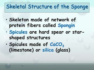 Skeletal Structure of the Sponge
• Skeleton made of network of
protein fibers called Spongin
• Spicules are hard spear or star-
shaped structures
• Spicules made of CaCO3
(limestone) or silica (glass)
 