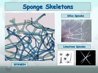 Sponge Skeletons
SPONGIN
Silica Spicules
Limestone Spicules
 