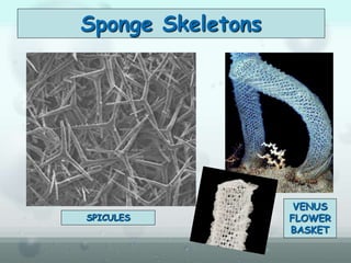 Sponge Skeletons
SPICULES
VENUS
FLOWER
BASKET
 
