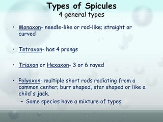 Types of Spicules
4 general types
• Monaxon- needle-like or rod-like; straight or
curved
• Tetraxon- has 4 prongs
• Triaxon or Hexaxon- 3 or 6 rayed
• Polyaxon- multiple short rods radiating from a
common center; burr shaped, star shaped or like a
child's jack.
– Some species have a mixture of types
 