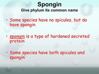 Spongin
Give phylum its common name
• Some species have no spicules, but do
have spongin
• spongin is a type of hardened secreted
protein
• Some species have both spicules and
spongin
 