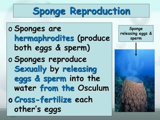 Sponge Reproduction
o Sponges are
hermaphrodites (produce
both eggs & sperm)
o Sponges reproduce
Sexually by releasing
eggs & sperm into the
water from the Osculum
o Cross-fertilize each
other’s eggs
Sponge
releasing eggs &
sperm
 