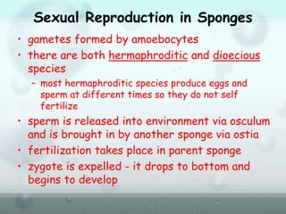 Sexual Reproduction in Sponges
• gametes formed by amoebocytes
• there are both hermaphroditic and dioecious
species
– most hermaphroditic species produce eggs and
sperm at different times so they do not self
fertilize
• sperm is released into environment via osculum
and is brought in by another sponge via ostia
• fertilization takes place in parent sponge
• zygote is expelled - it drops to bottom and
begins to develop
 