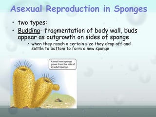 Asexual Reproduction in Sponges
• two types:
• Budding- fragmentation of body wall, buds
appear as outgrowth on sides of sponge
• when they reach a certain size they drop off and
settle to bottom to form a new sponge
 