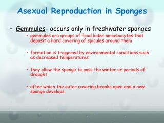 Asexual Reproduction in Sponges
• Gemmules- occurs only in freshwater sponges
• gemmules are groups of food laden amoebocytes that
deposit a hard covering of spicules around them
• formation is triggered by environmental conditions such
as decreased temperatures
• they allow the sponge to pass the winter or periods of
drought
• after which the outer covering breaks open and a new
sponge develops
 