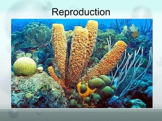 Reproduction
 