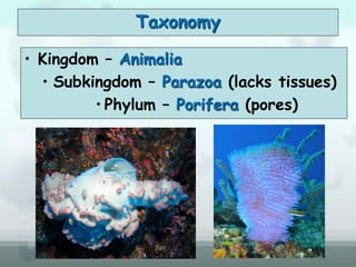 Taxonomy
• Kingdom – Animalia
• Subkingdom – Parazoa (lacks tissues)
• Phylum – Porifera (pores)
 