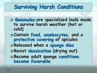 Surviving Harsh Conditions
o Gemmules are specialized buds made
to survive harsh weather (hot or
cold)
o Contain food, amebocytes, and a
protective covering of spicules
o Released when a sponge dies
o Resist dessication (drying out)
o Become adult sponge conditions
become favorable
 