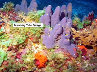 Branching Tube Sponge
 
