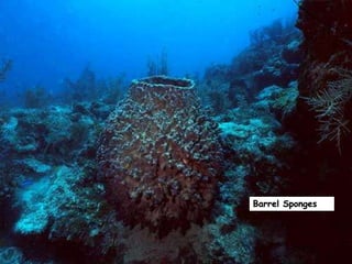 Barrel Sponges
 