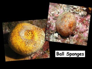 Ball Sponges
 