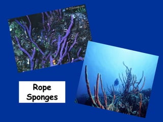 Rope
Sponges
 