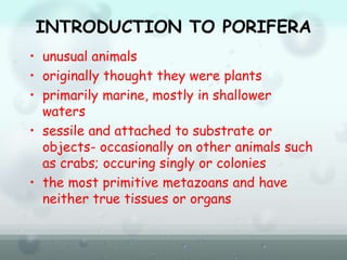 INTRODUCTION TO PORIFERA
• unusual animals
• originally thought they were plants
• primarily marine, mostly in shallower
waters
• sessile and attached to substrate or
objects- occasionally on other animals such
as crabs; occuring singly or colonies
• the most primitive metazoans and have
neither true tissues or organs
 