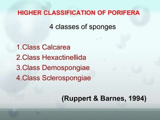 HIGHER CLASSIFICATION OF PORIFERA
4 classes of sponges
1.Class Calcarea
2.Class Hexactinellida
3.Class Demospongiae
4.Class Sclerospongiae
(Ruppert & Barnes, 1994)
 