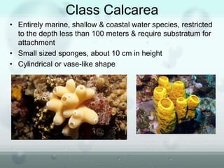 Class Calcarea
• Entirely marine, shallow & coastal water species, restricted
to the depth less than 100 meters & require substratum for
attachment
• Small sized sponges, about 10 cm in height
• Cylindrical or vase-like shape
 