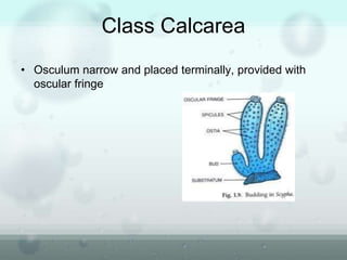 Class Calcarea
• Osculum narrow and placed terminally, provided with
oscular fringe
 