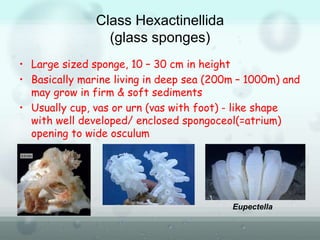 Class Hexactinellida
(glass sponges)
• Large sized sponge, 10 – 30 cm in height
• Basically marine living in deep sea (200m – 1000m) and
may grow in firm & soft sediments
• Usually cup, vas or urn (vas with foot) - like shape
with well developed/ enclosed spongoceol(=atrium)
opening to wide osculum
Eupectella
 