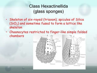Class Hexactinellida
(glass sponges)
• Skeleton of six-rayed (triaxon); spicules of Silica
(SiO2) and sometime fused to form a lattice like
skeleton
• Choanocytes restricted to finger-like simple folded
chambers
 