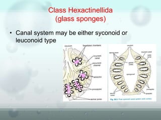 Class Hexactinellida
(glass sponges)
• Canal system may be either syconoid or
leuconoid type
 