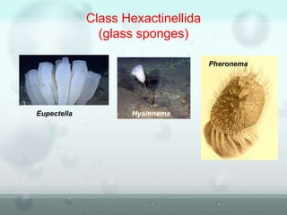 Class Hexactinellida
(glass sponges)
Eupectella Hyalonema
Pheronema
 