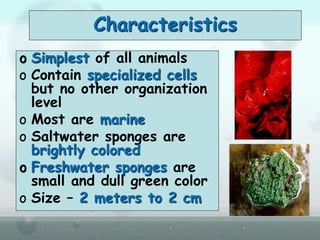 Characteristics
o Simplest of all animals
o Contain specialized cells
but no other organization
level
o Most are marine
o Saltwater sponges are
brightly colored
o Freshwater sponges are
small and dull green color
o Size – 2 meters to 2 cm
 