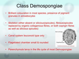 • Brilliant colouration in most species, presence of pigment
granules in amoebocytes
• Skeleton either absent or silicious(spicules), fibrous(spicules
replaced by organic collagenous fibres, or both sopngin fibres
as well as silicious spicules)
• Canal system leuconoid type only
• Flagellated chamber small & rounded
• Parenchymula larva in the life cycle of most Demospongiae
Class Demospongiae
 