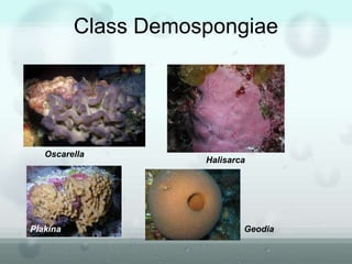 Class Demospongiae
Oscarella
Halisarca
Plakina Geodia
 