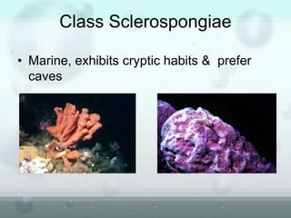 Class Sclerospongiae
• Marine, exhibits cryptic habits & prefer
caves
 